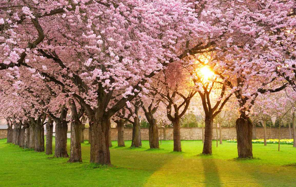 You May Have&nbsp;Peace